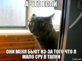 15 фотографий котов, которые впали в экзистенциальный кризис