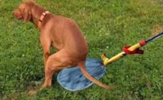 Собака, наверное, тоже сильно удивится потом... когда закапывать начнет