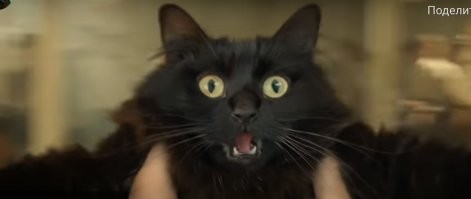 Супер !!! Оставлю эти фото в любимых , буду своим хвостатым оболтусам показывать талантливого « сына» подруги )))