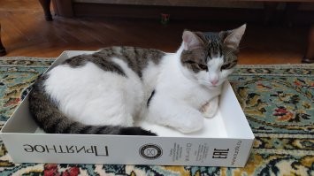 Мои два шпрота тоже уважают коробки =)