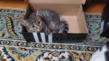 Мои два шпрота тоже уважают коробки =)