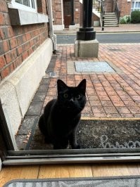 Котик решил завести себе двуногое питающее устройство.
Поглядел, поглядел сквозь стекло... и приобрел!