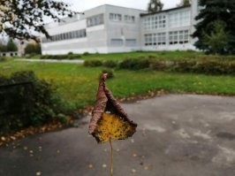 Притоптал за сыном в школу, а там листочек на паутинке повесился.