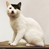 Внезапное нападение недовольного кота на хозяина