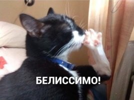 Душевный кошачий блюз