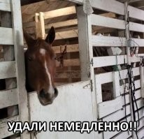 Как развлекаются некоторые лошади