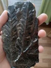 Глобальное потепление и похолодание было всегда. Это естественный процесс Земли. И влияние человека на глобальный климат ничтожно. Окаменелости часто находят в шахтах за Северным полярным кругом.
