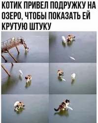 Это не котик привёл кошку. Обратите внимание на окрас. Это кошка привела своего кота. Типо:
- Ты мужик? Тогда открой банку!..