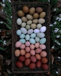 Не крашенные. Куры такие несут