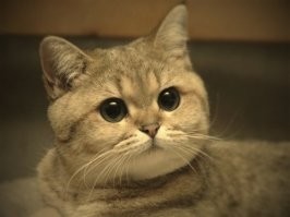 "В жопу себе электрошокер вставь, п*дрила е*аная"))