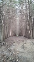 В Кисловодском национальном парке (очень, кстати, красивом) есть вот такая мрачная аллейка... Смотрится, прям скажем, жутковато.