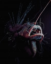 глубоководные рыбы - те ещё красаучеги