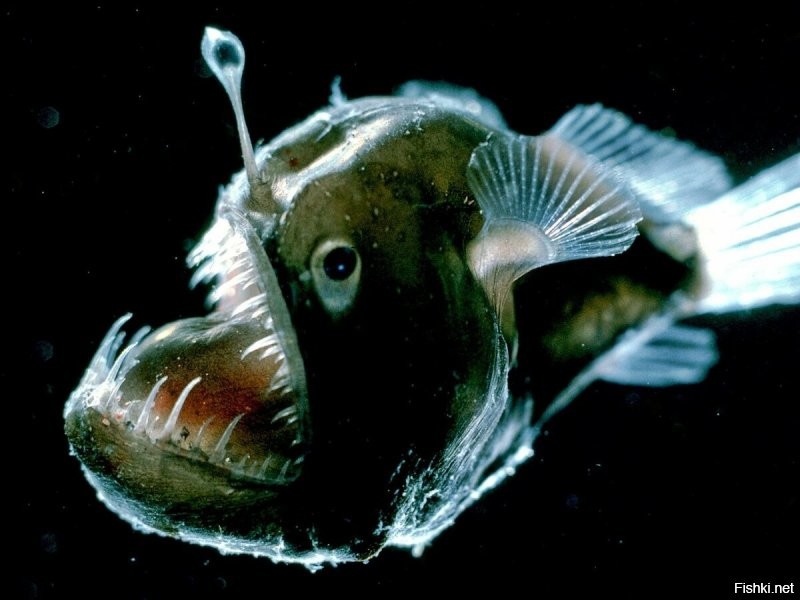 глубоководные рыбы - те ещё красаучеги