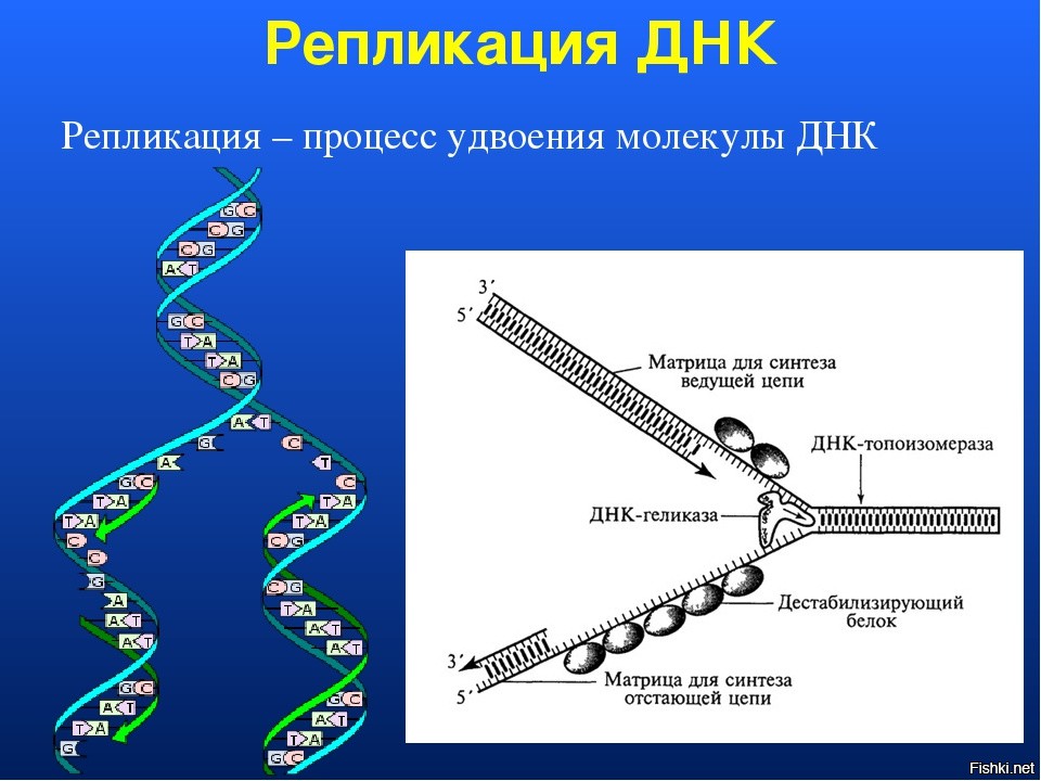 Удваивается молекула днк. Этапы репликации ДНК схема. Репликация биология схема. Репликация Синтез белка. Основные процессы репликации ДНК.