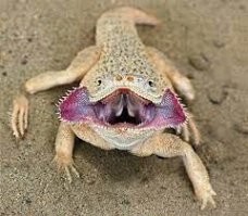 Круглоголовка-------Ай-Ай (мадагаскарская руконожка)-------черепаха матамата.