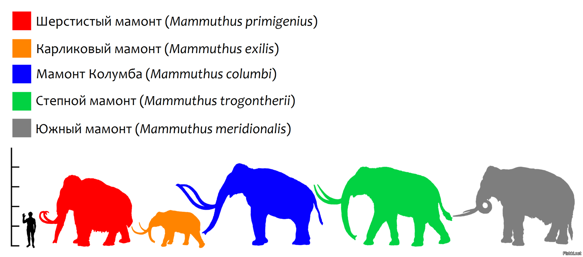 Размеры мамонта и слона
