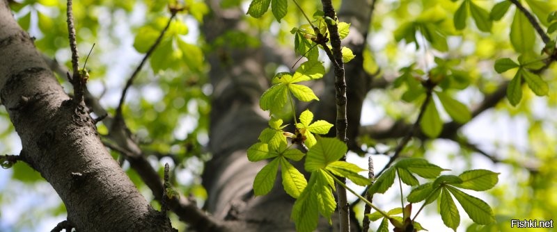 Деревья весной