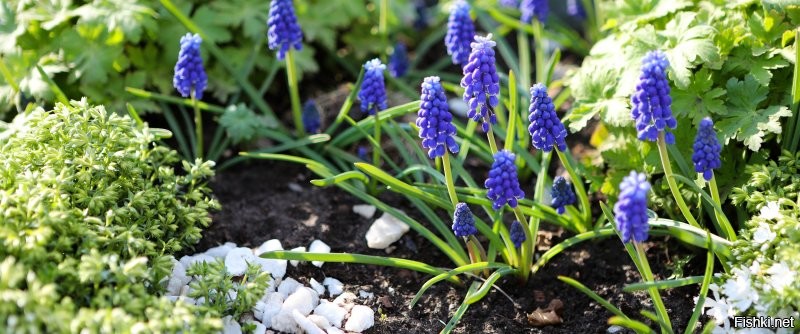 Деревья весной