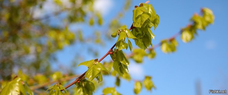 Деревья весной