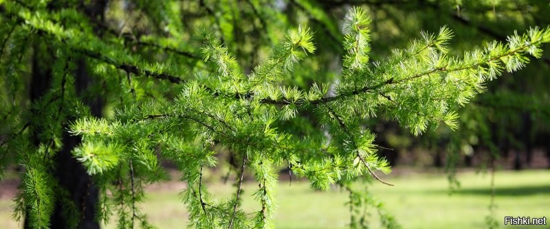 Деревья весной