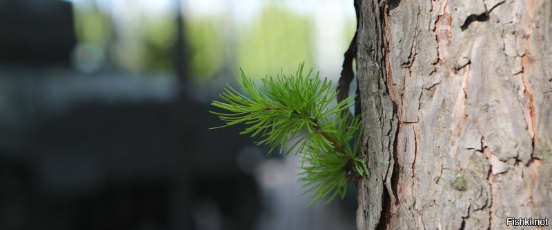 Деревья весной