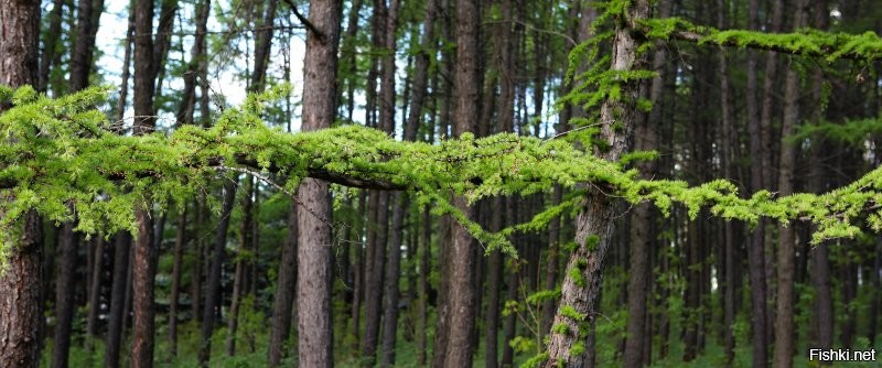 Деревья весной