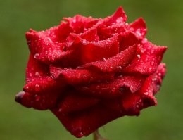 И от меня на память цветочков чуть... кликабельно...