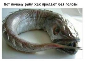 Реальные животные, которые выглядят как чудовища из фильмов ужасов