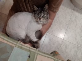 вот и мы своего побрили когда сын родился :)  но раз уж судьба его у нас отняла, решили второго заводить, когда сыну будет хотя бы 3 годика.