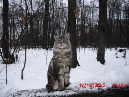 классный куняка. А вот мой, к сожалению ушедший... другого жена не разрешает пока брать, ребенок маленький, боится аллергии, через годик обязательно именно Куняку возьму :) обожал меня, а я его, добрейшее создание, котопес :)