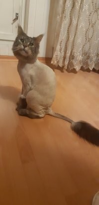 вот и мы своего побрили когда сын родился :)  но раз уж судьба его у нас отняла, решили второго заводить, когда сыну будет хотя бы 3 годика.