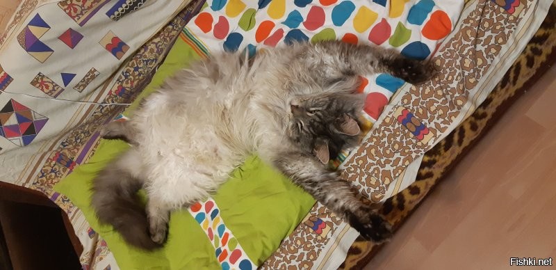 классный куняка. А вот мой, к сожалению ушедший... другого жена не разрешает пока брать, ребенок маленький, боится аллергии, через годик обязательно именно Куняку возьму :) обожал меня, а я его, добрейшее создание, котопес :)