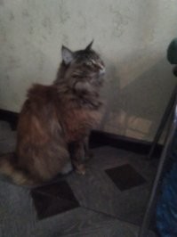 Царапает - значит любит