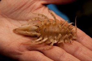 Кладёшь такого мутанта на парту соседкам... день удался)