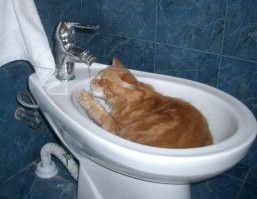 Биде не приходит одна.