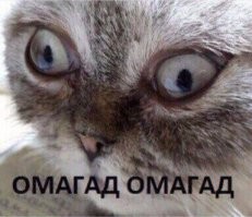 Разрушительное начало прогулки пса