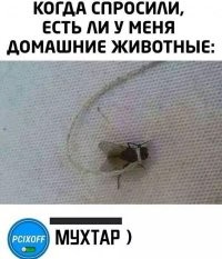 Смешные и познавательные картинки