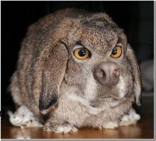 15 фантастических  гибридов животных