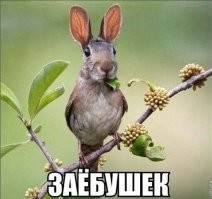 15 фантастических  гибридов животных