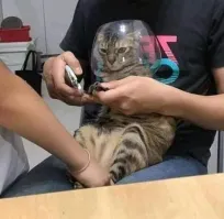 На морде котана прям читается: "Звиздец твоим тапкам, кожаный мешок! И ботинкам. И кроссовкам. И дивану. А из резиновых сапог ваще замучаешься выливать!"