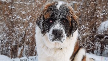 В середине девяностых, в Крыму, кажется в Симферополе, приключился такой трагикомичный случай. Два упырька решили по быстрому обнести квартиру. Взломом утруждать себя не стали, зашли в подъезд, стали наугад обзванивать квартиры, авось, кто и откроет. За одной дверью обнаружился маленький мальчик:
-- Кто там?
-- Почтальоны. Взрослые есть дома?
-- Нет, все на работе, дома только я и Мурзик.
-- Ну, открой на минутку, мы тебе телеграмму отдадим.
Мальчик открывает, упырьки хватают его, запирают в туалете, бегут в комнаты... где их радостно принимает Мурзик породы московская сторожевая.
Одного налётчика Мурзик разобрал на запчасти, второй успел спрятаться в шкафу.