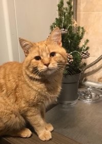 А у нас вообще история блокбастерная приключилась. Жена с ребёнком гулять ходили и за ними увязался больной и худой котёнок. Из глаз и носа гной шёл. Он бежал за ними и как бы просился. Жена пожалела, притащила домой. Я в панику: "Нахрен ты его притащила!? Своих уже куча, некуда девать, а ещё это чудовище!"
Начали его лечить. Ветеринар прописал какие-то уколы. Я держал, жена колола. Он после уколов дристаться начал по всему дому. Я ему сразу погоняло "Дрищ" пришил.
 Пробыл у нас полгода, жена выставила его на Авито "в хорошие руки". Позвонила женщина и сказала, что они приезжают через 3 месяца и возможно заберут. Я ещё посмеялся: Кому нахрен нужен наш Дрищ?
Но так как больше желаний на него не оказалось, то, действительно, через 3 месяца забрали его в хорошую семью. Нынешняя хозяйка его не потеряла почему-то с нами контакт и в течении года стала присылать жене фотки как он растёт и как живёт. А устроился, судя по фоткам, наш Дрищ шикарно и жрать стал не каши, а покупные вискасы. Морда - ВО!!!
Короче, совсем недавно (в январе), присылает нам эта женщина сообщение, что случилось у них происшествие: кот лежал на подоконнике и уже все собирались спать, как кот начал кричать и биться в двери. Они подумали, что заболел мож чем, к ветеринару надо? А тут ребёнок сознание начал терять. Срочно скорую вызвали! Наряд приехал и офигел - утечка газа. Перед этим газовики что-то регулировали в котле. Все окна пооткрывали, всем кислородные маски.
В конце написала, что с котом всё хорошо, пришёл в себя, чувствует себя прекрасно.