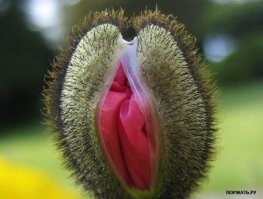 3,14сда обыкновенная))