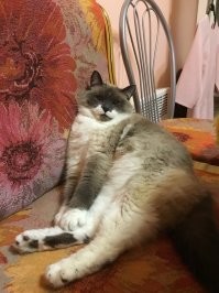 У меня похожая ситуация. Только в один вечер умирал старый кот, и в подъезд зимой пустили кошку, чтобы не обморозилась(февраль на дворе, Полярный круг). Кот умер, а подкидыш через три дня в дверь поцарапалась(пряталась в подъезде, я ее не видела в эти дни. )Четвёртый год пошёл, живет и здравствует моя Тося)