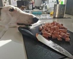 "надо еще чуть-чуть эволюционировать, чтобы морда стала длинней, тогда дотянусь"