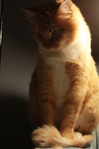 я своего первого котика принес домой подобрав на улице при минус 33)))) сейчас у меня уже третий, на улице подобранный)))