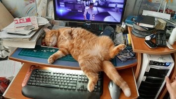 А как коты хорошо спят между настольными колонками под стрельбу и взрывы в игре
