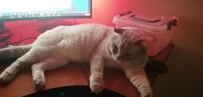 Моя котейка-хромоножка. Увы, но на лечение лапки денег уже не хватило, а сейчас уже поздно. Спит со мной всегда))