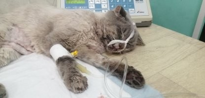 Моя котейка-хромоножка. Увы, но на лечение лапки денег уже не хватило, а сейчас уже поздно. Спит со мной всегда))