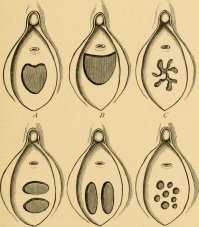 Какое счастье, что мы живем все-таки в XXI веке, где миф о гимене (научное название девственной плевы), что это какая-то там пленка, разрываемая во время секса - опровергнут. Если что, это просто складка, отверстие в которой растягивается во время секса.
------------------
Эммммммм, автор, а у тебя хоть раз был секс с девственницей? 
Пошлые фото не буду постить.  Но  где-же тут складка, которая растягивается.